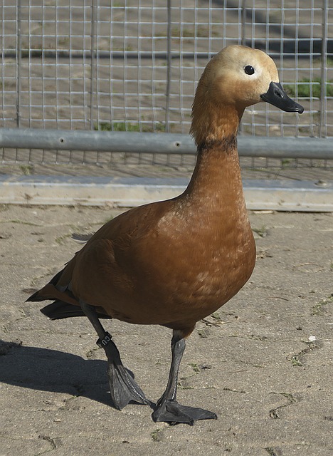 卡梅伦